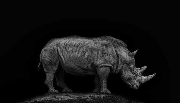 rhino